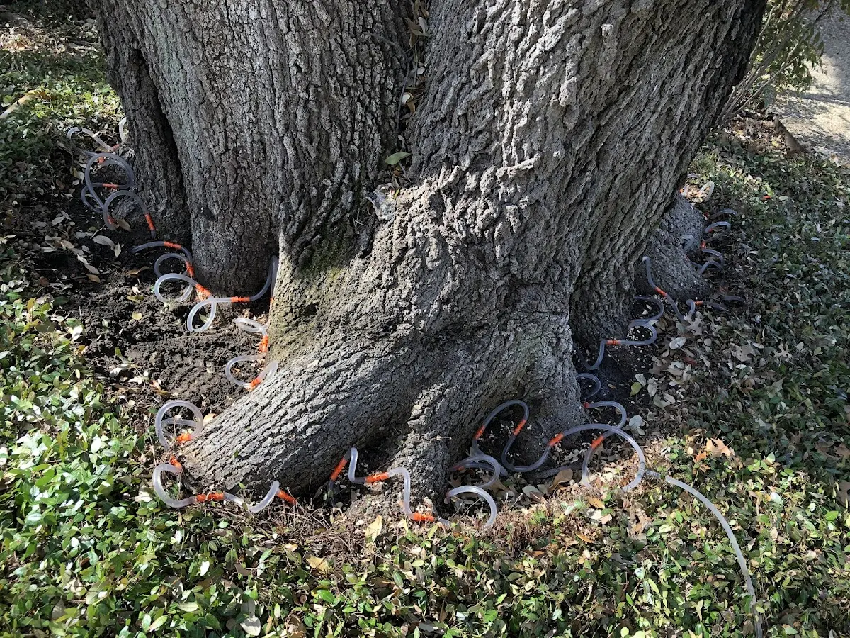 Detailed Tree Cabling and Bracing job site in Dimock