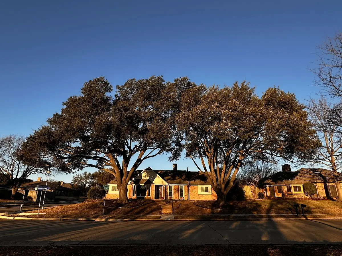 Established residential canopy tree shading a home in Dimock